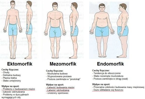 somatotyp